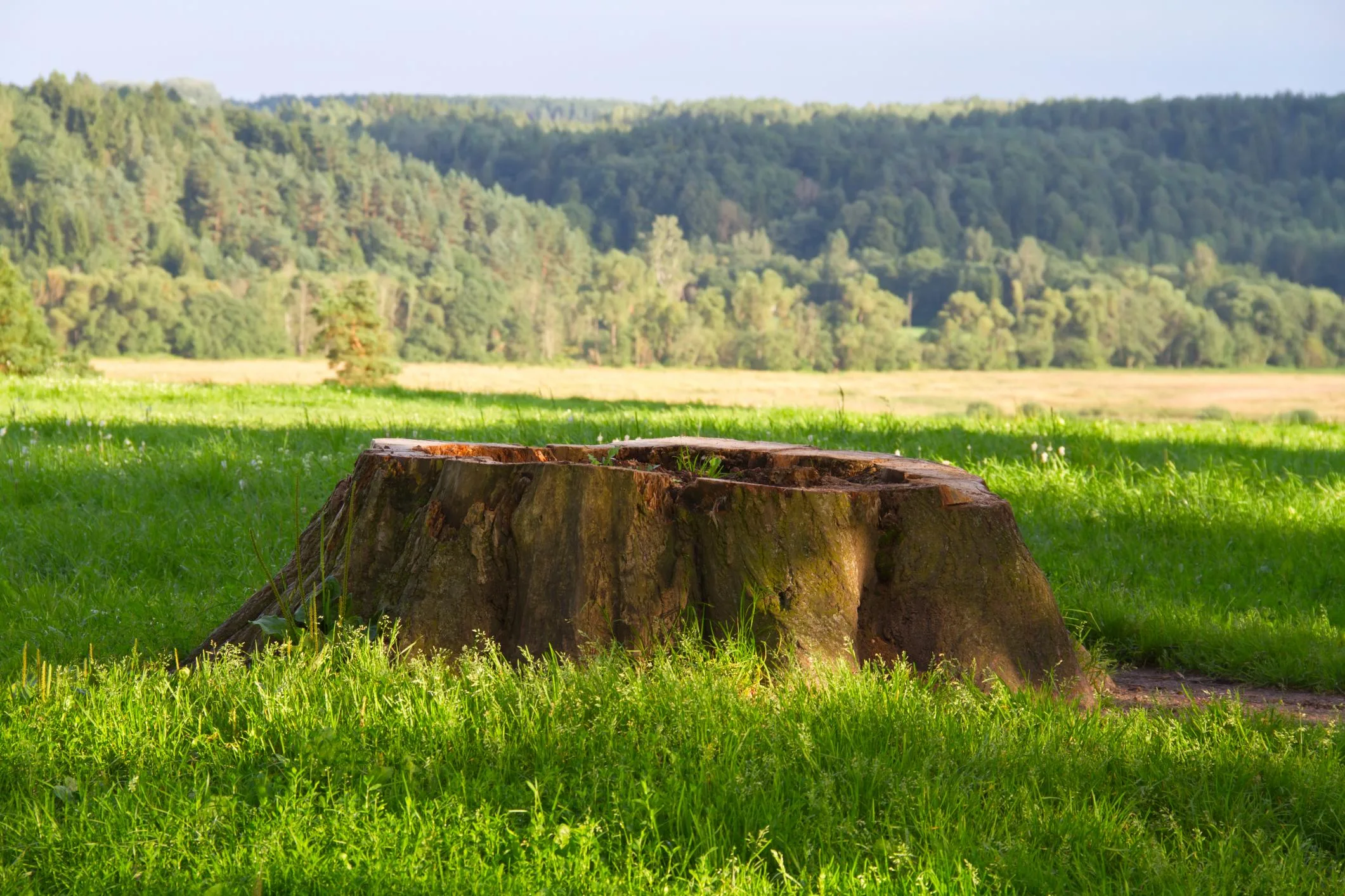 stump grinding colorado springs