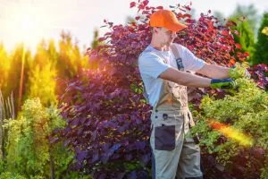 tree trimming colorado springs