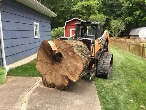 stump removal colorado springs